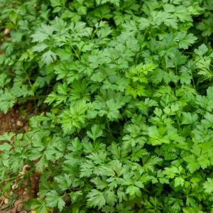 Persil Gigante d'Italia (Géant d'Italie) race Novas - Graines d'Exception